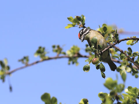  Red-fronted tinkerbird
