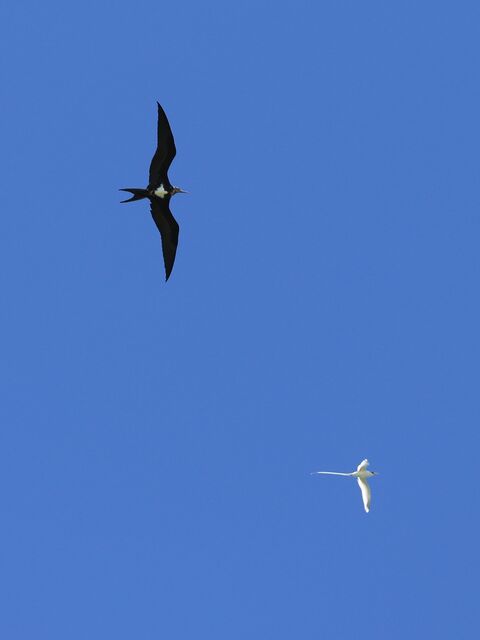  Lesser fregate and White tailed tropic bird