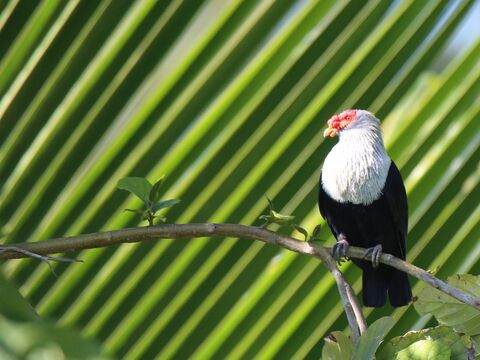  Pigeon bleu des Seychelles