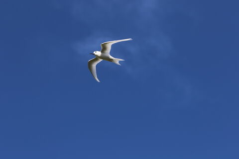  Fairy tern