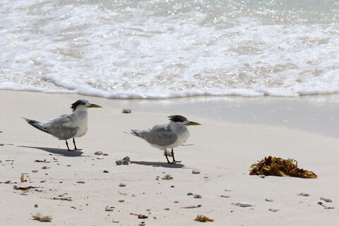  Greater crested tern