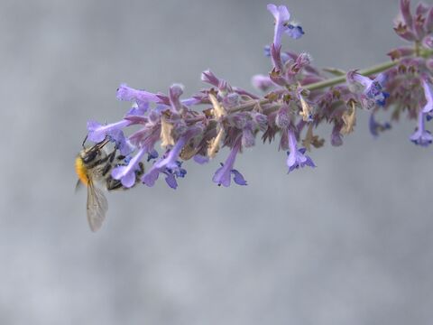  Common bee