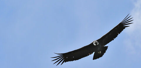 PARQUE NATIONAL PERITO MORENO Condor des Andes