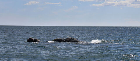 PUNTA TOMBO Baleine franche australe et son petit