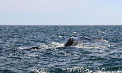 PUNTA TOMBO Baleine franche australe
