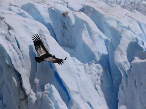 Parque Nacional Los Glaciares Andean condor flying over the perito moreno