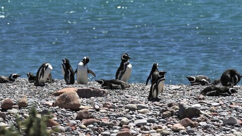 PUNTA TOMBO Magellanic penguins