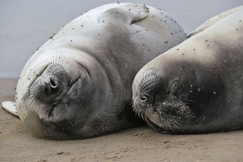 PUNTA TOMBO Elephant seal
