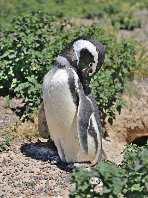 PUNTA TOMBO Magellanic penguin
