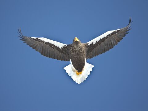 RAUSU - Fisheagles / Aigles pêcheurs Steller's Sea Eagle