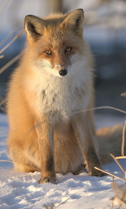 Notsuke peninsula Red fox