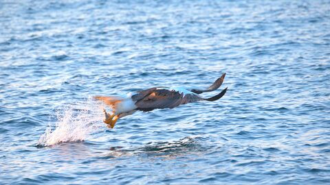 RAUSU - Fisheagles / Aigles pêcheurs Pygargue de Steller