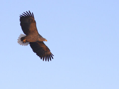 RAUSU - Fisheagles / Aigles pêcheurs White-tailed eagle