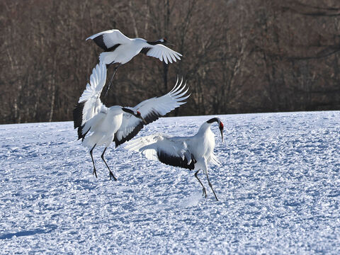 Grues du Japon / Red-crowned crane The landing