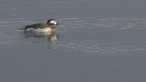  Long-tailed duck