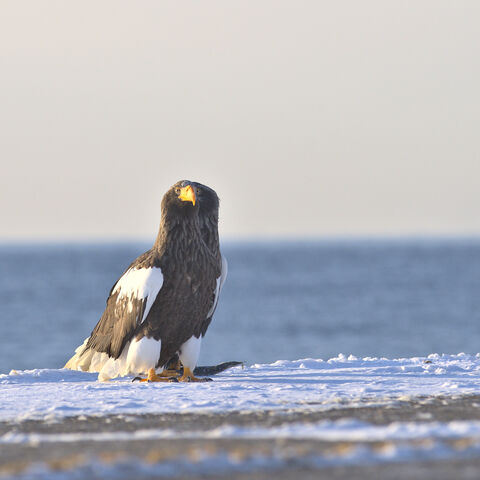 RAUSU - Fisheagles / Aigles pêcheurs Steller's Sea Eagle