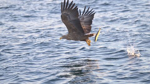RAUSU - Fisheagles / Aigles pêcheurs White-tailed eagle