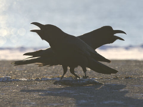  Large-billed crow