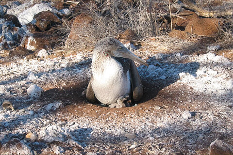  Blue footed boobie