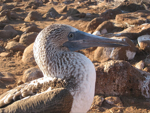  Blue footed boobie