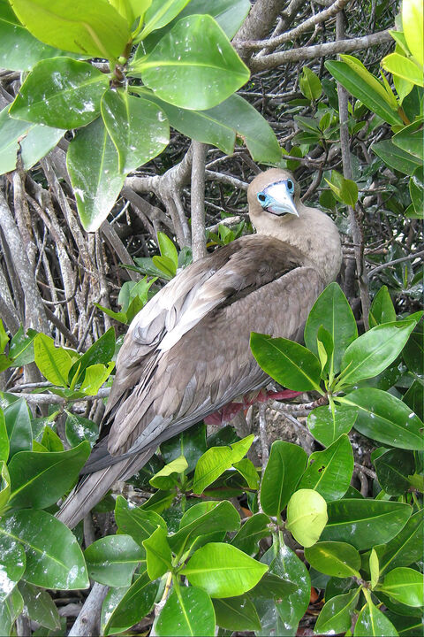  Red footed boobie