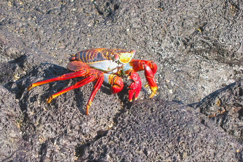  Crabe rouge de rocher