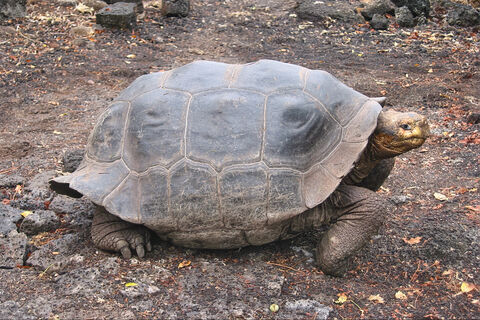  Galapagos tortoise