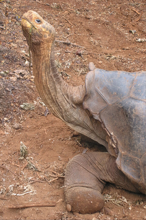  Galapagos tortoise
