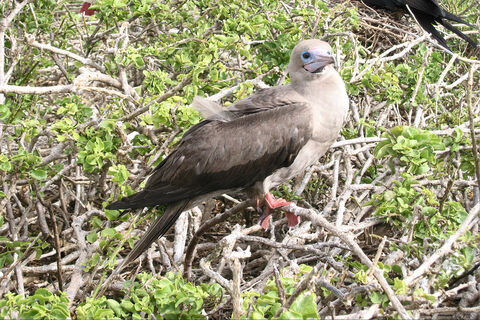  Red footed boobie