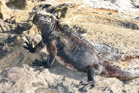  Marine iguana