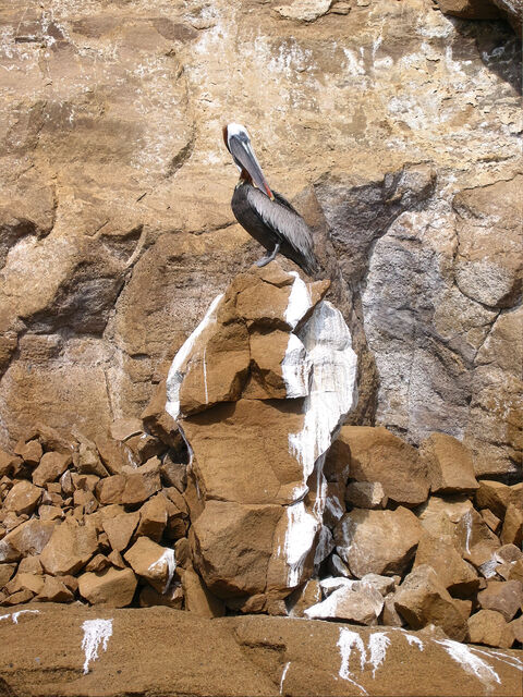  Brown pelican