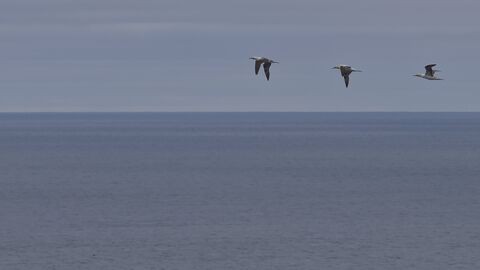 Látrabjarg Flight of Northern Gannet