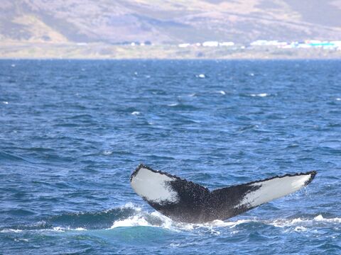 Húsavik Humpback whale