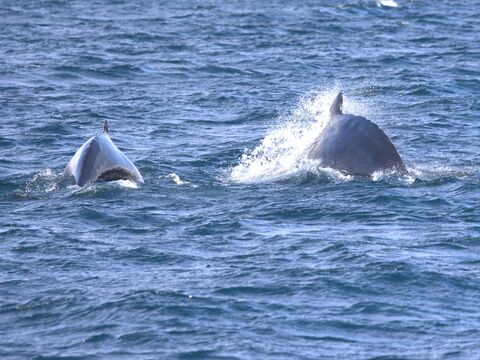Húsavik Baleine à bosse et son baleineau (baie de Skjálfandi)
