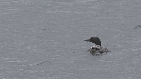  Great Northern Diver