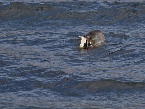  Grey seal eating a fish
