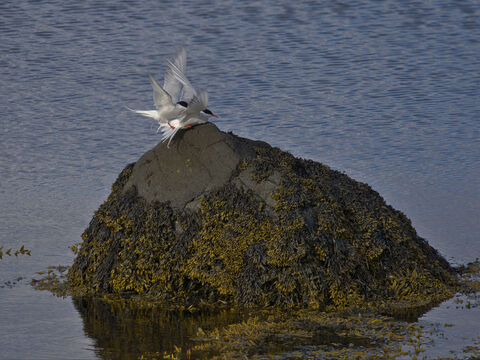  Mating of artic terns