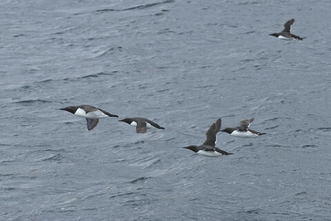 Látrabjarg Flight of 5 common Guillemot. One is bridled, like waring glasses (breeding feathers)