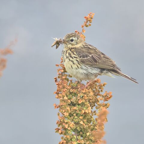  Meadow Pipit