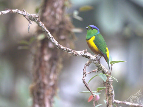  Chestnut-breasted Chlorophonia