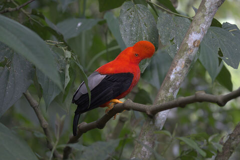  Andean Cock-of-the-rock