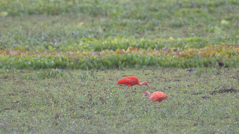  Ibis rouge