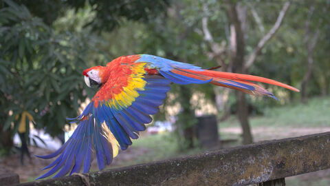  Scarlet Macaw