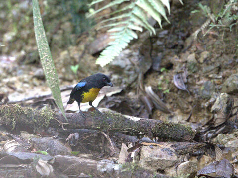  Black-and-gold Tanager
