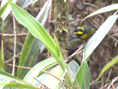  Gold-ringed Tanager