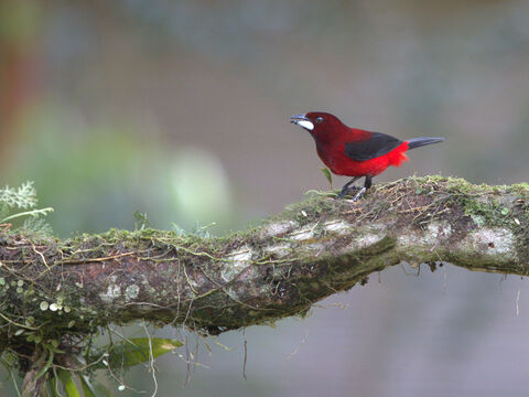  Crimson-backed Tanager