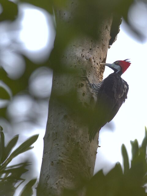  Crimson-crested Woodpecker