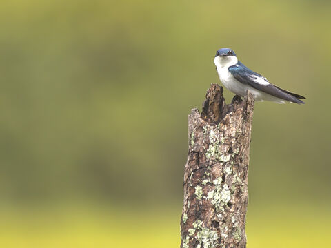  White-winged Swallow