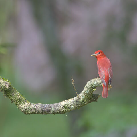  Summer Tanager