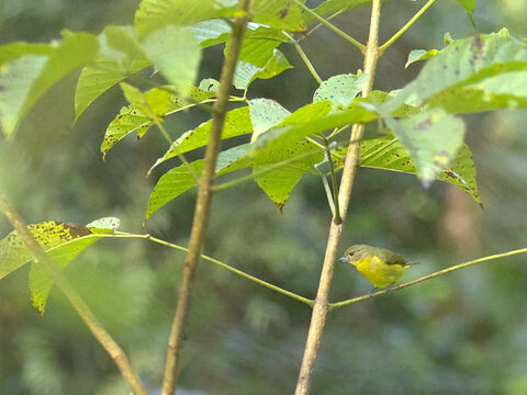  Thick-billed Euphonia